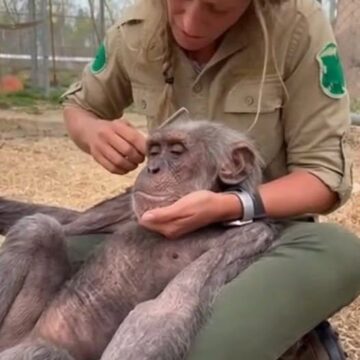 Chimpanzee’s Final Moments Show the Power of Trust and Compassion