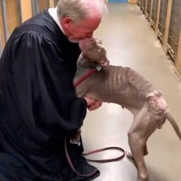 The Judge Who Left the Courtroom to Save a Dog